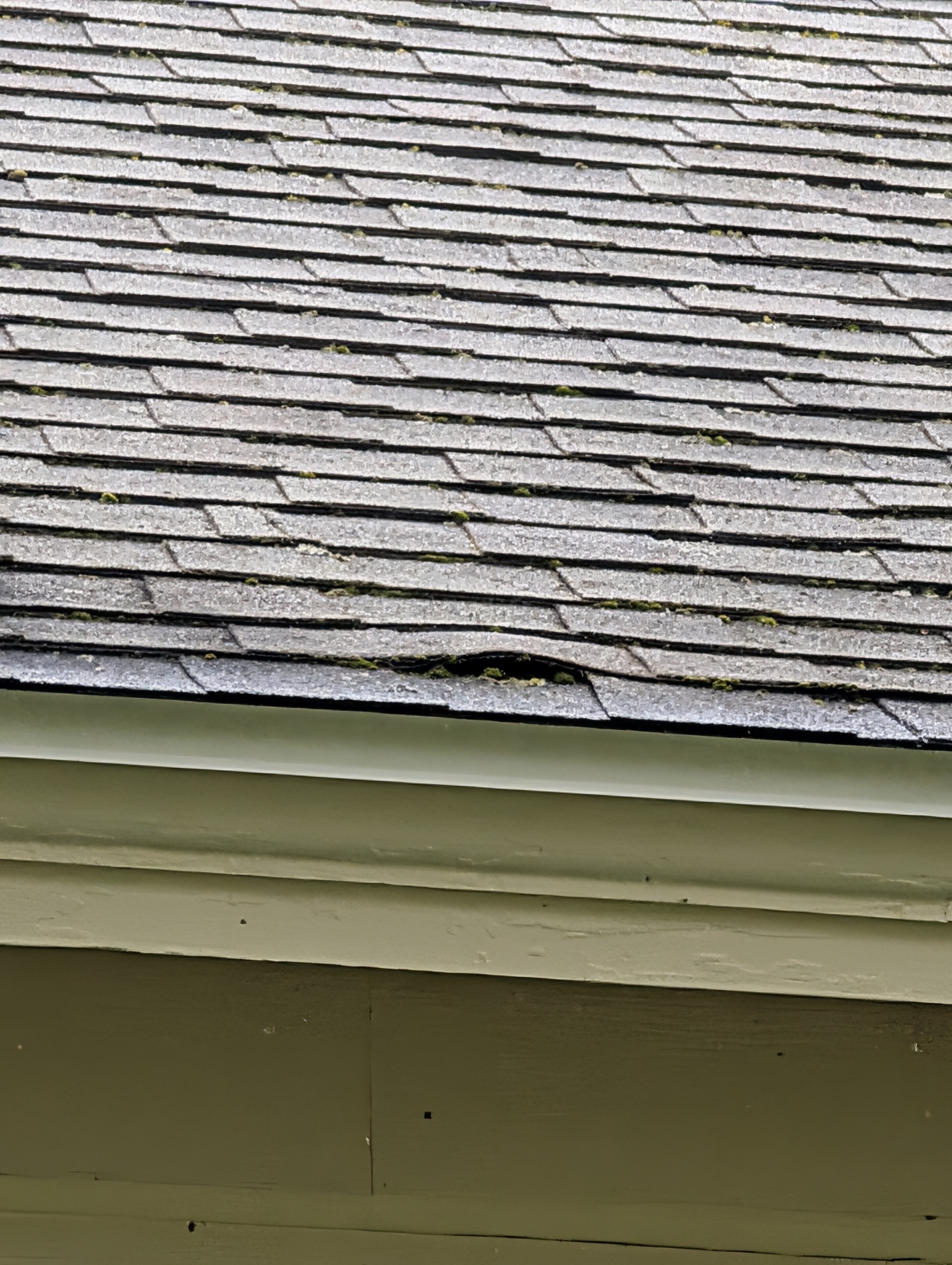 Lifted shingle with moss growth